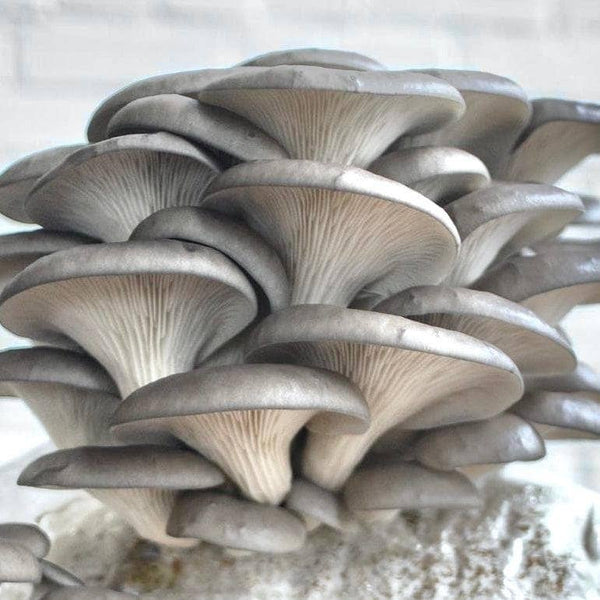 North Spore - Blue Oyster Mushroom Plant & Grow