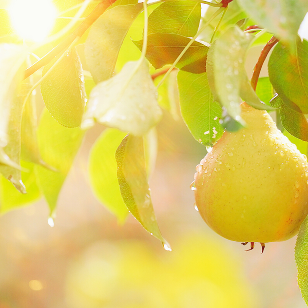 Farmer's Body - *Limited Edition* Juicy Pear Lip Balm