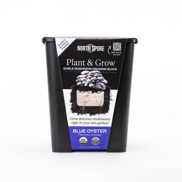 North Spore - Blue Oyster Mushroom Plant & Grow