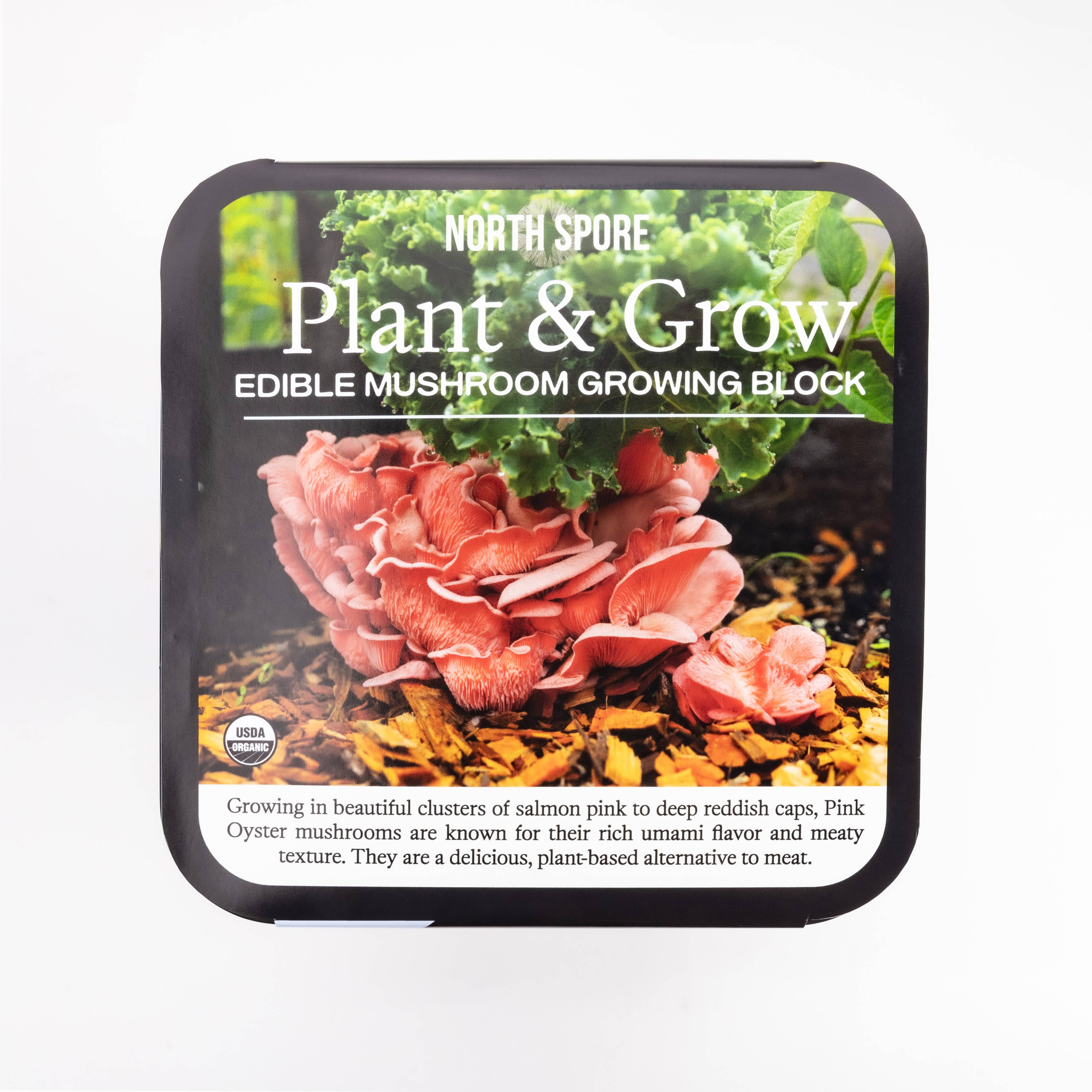 North Spore - Pink Oyster Mushroom Plant & Grow