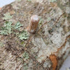 North Spore - Organic Shiitake Mushroom Outdoor Log Kit