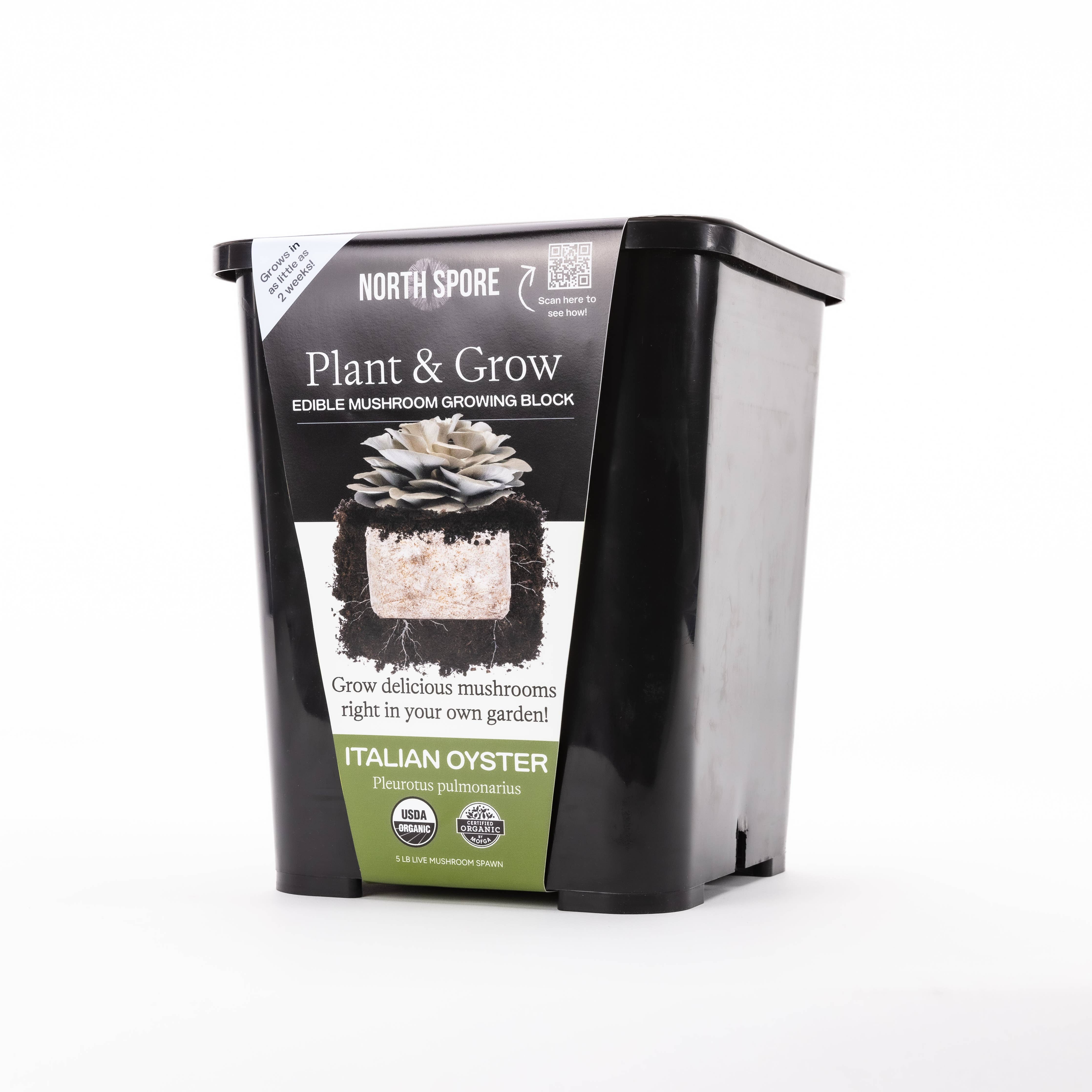North Spore - Italian Oyster Mushroom Plant & Grow