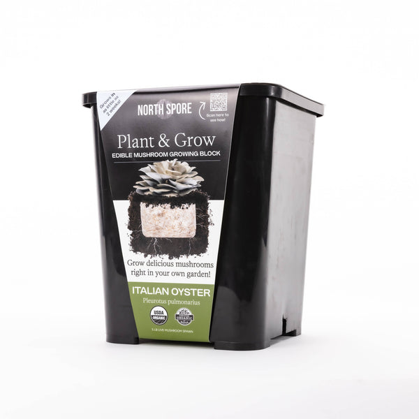 North Spore - Italian Oyster Mushroom Plant & Grow