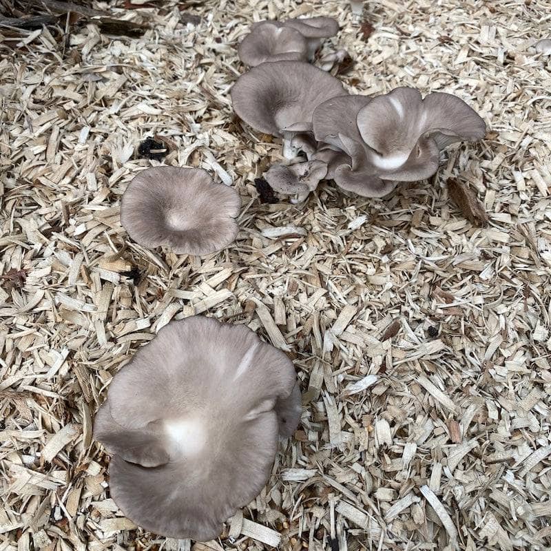 North Spore - Italian Oyster Mushroom Plant & Grow