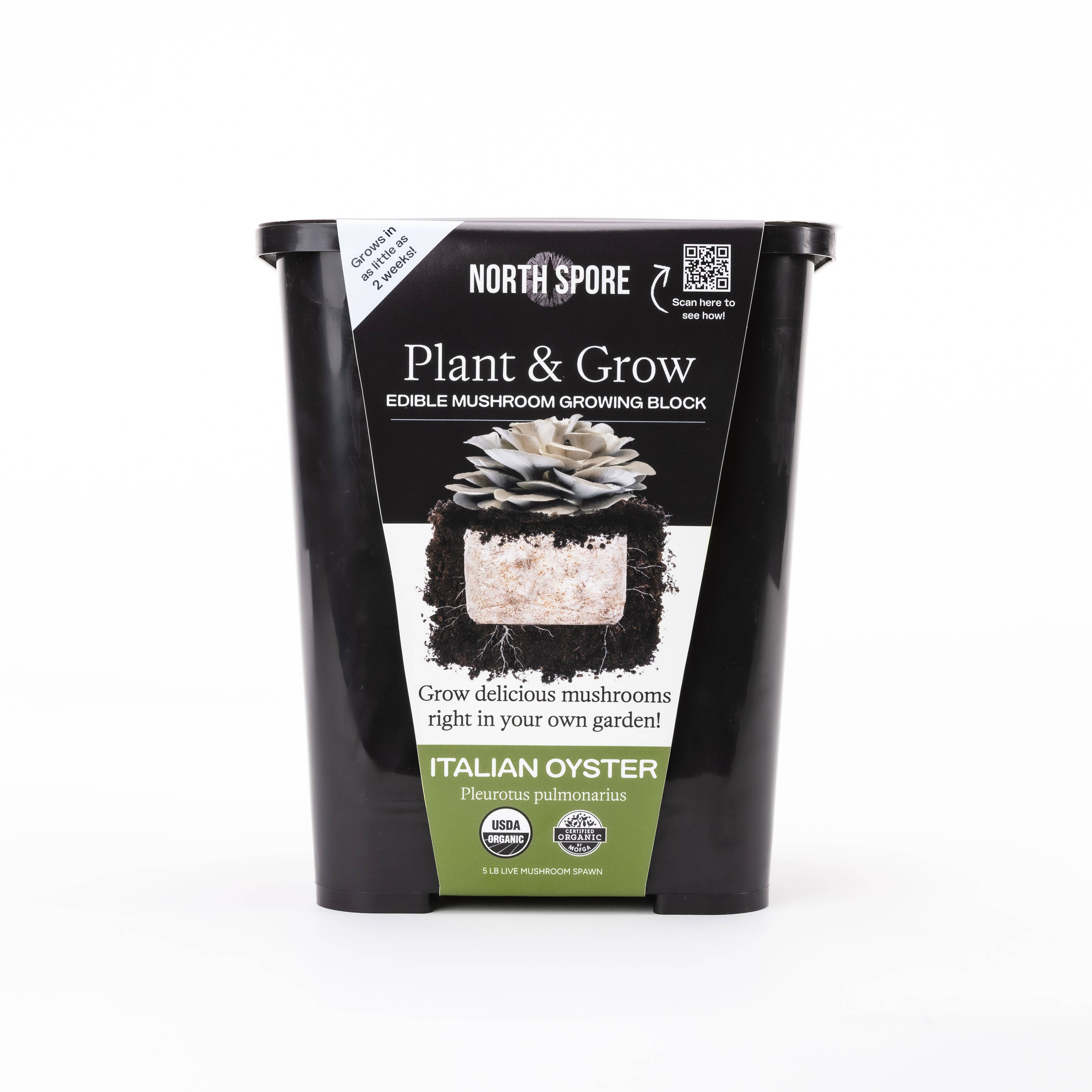 North Spore - Italian Oyster Mushroom Plant & Grow