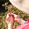 Blake Hill Preserves - Naked Raspberry Spread