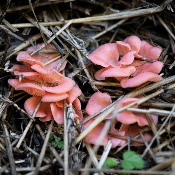 North Spore - Pink Oyster Mushroom Plant & Grow