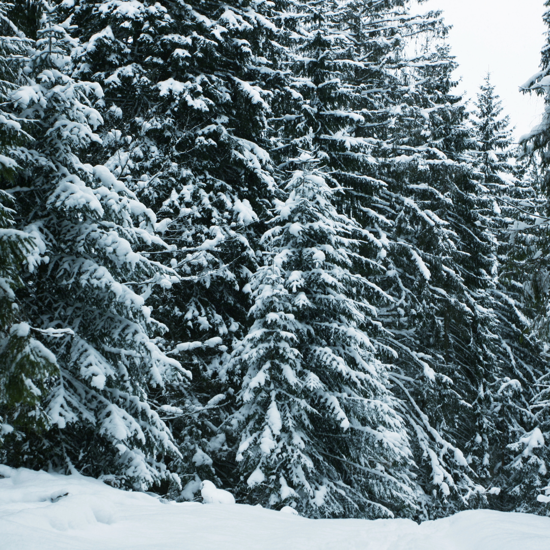 Farmer's Body - Forest Fir Lip Balm (Vegan)