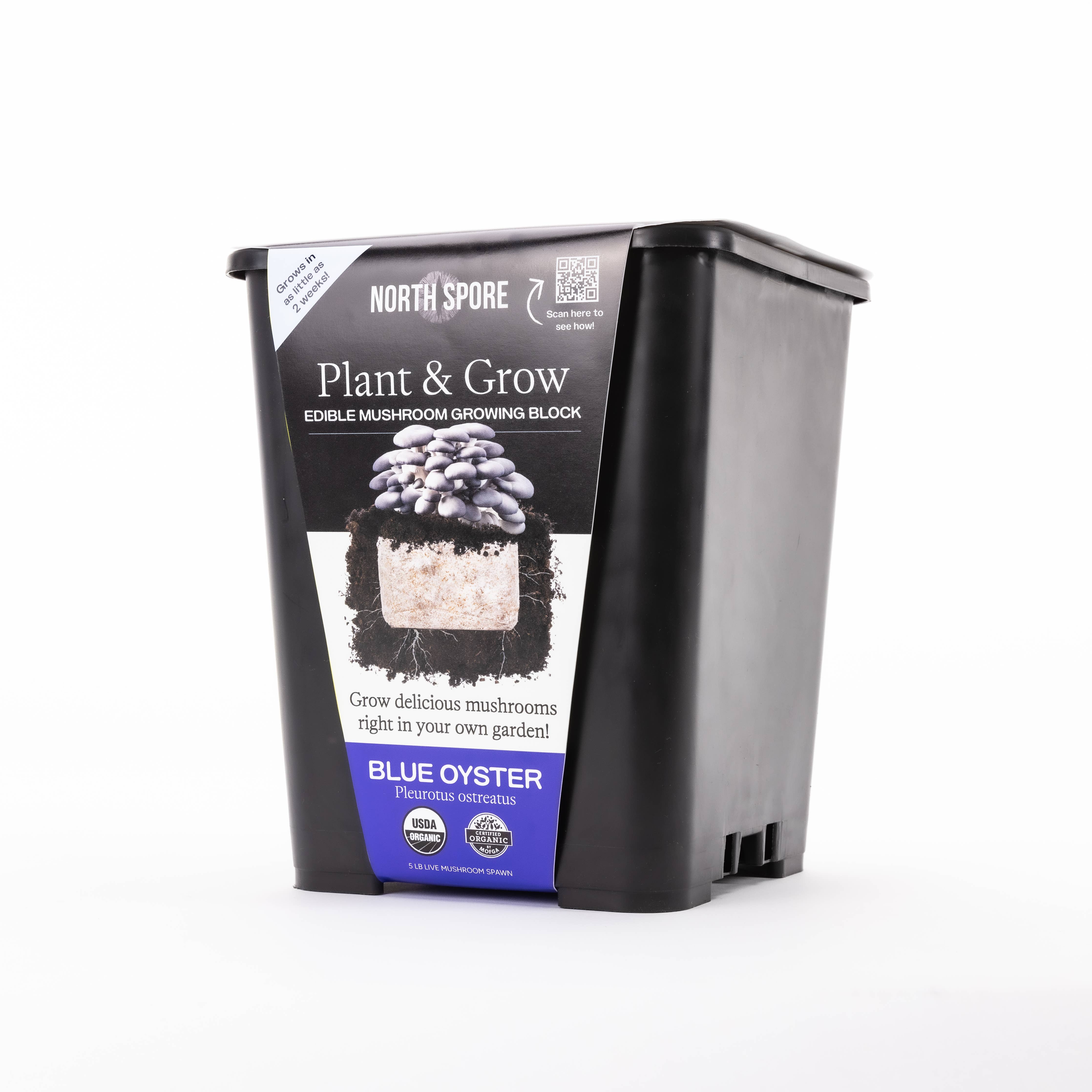 North Spore - Blue Oyster Mushroom Plant & Grow
