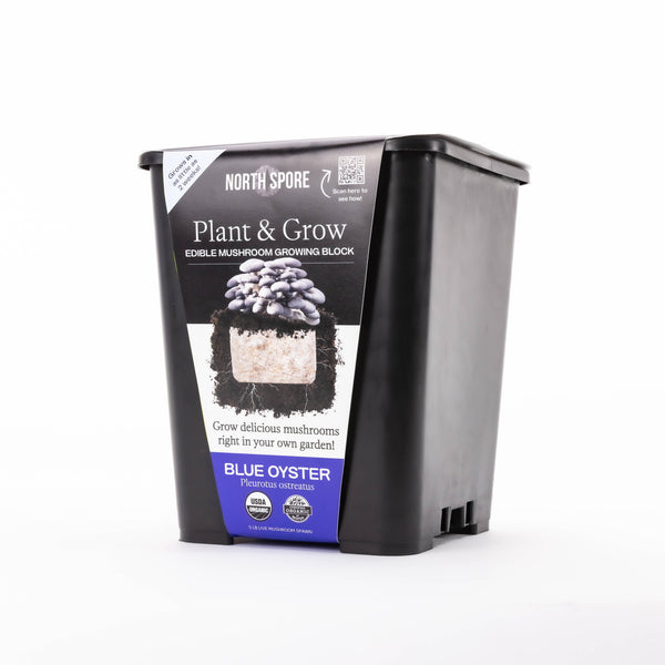 North Spore - Blue Oyster Mushroom Plant & Grow