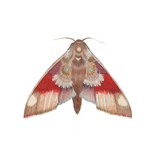 [Collector Series] Moth 5